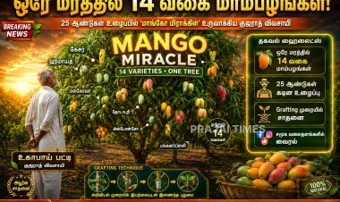 ஒரே மரத்தில் 14 வகை மாம்பழங்கள்.. குஜராத் விவசாயியின் அசத்தல் சாதனை!