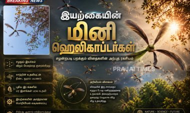 இயற்கையின் சிறிய ஹெலிகாப்டர்கள்: ஹொல்லோங் மர விதைகளின் அதிசய பறப்பு