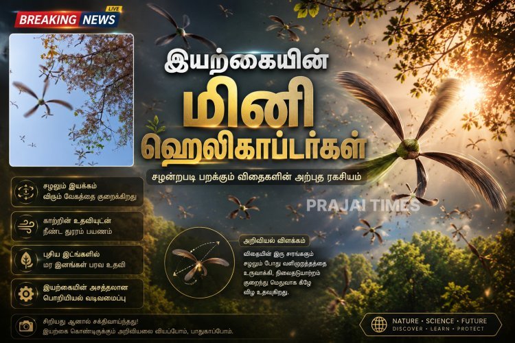காற்றில் ஹெலிகாப்டரைப் போல சுழலும் ஹொல்லோங் மர விதைகள்.. இயற்கையின் அசத்தலான கண்டுபிடிப்பு!