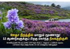 ஊதா நிறத்தில் மாறும் மூணாறு! 12 ஆண்டுகளுக்குப் பிறகு மலர்ந்த நீலக்குறிஞ்சி – குவியும் சுற்றுலாப் பயணிகள்