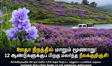 ஊதா நிறத்தில் மாறும் மூணாறு! 12 ஆண்டுகளுக்குப் பிறகு மலர்ந்த நீலக்குறிஞ்சி – குவியும் சுற்றுலாப் பயணிகள்